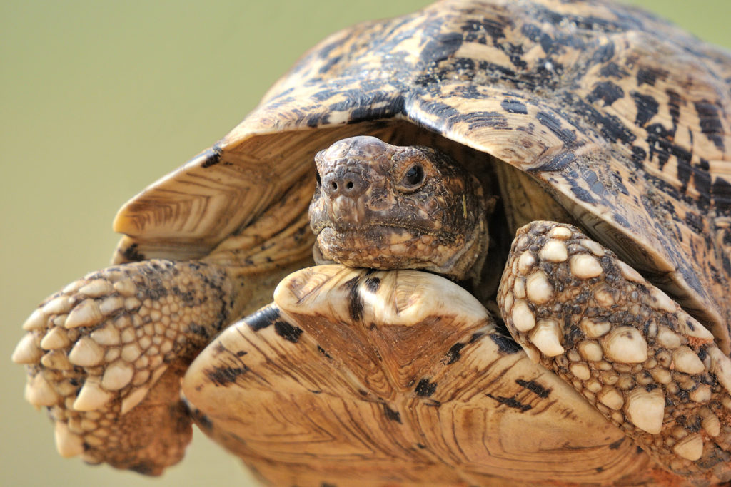 DRUG DELIVERY TO THE GUT VIA TORTOISE SHELL