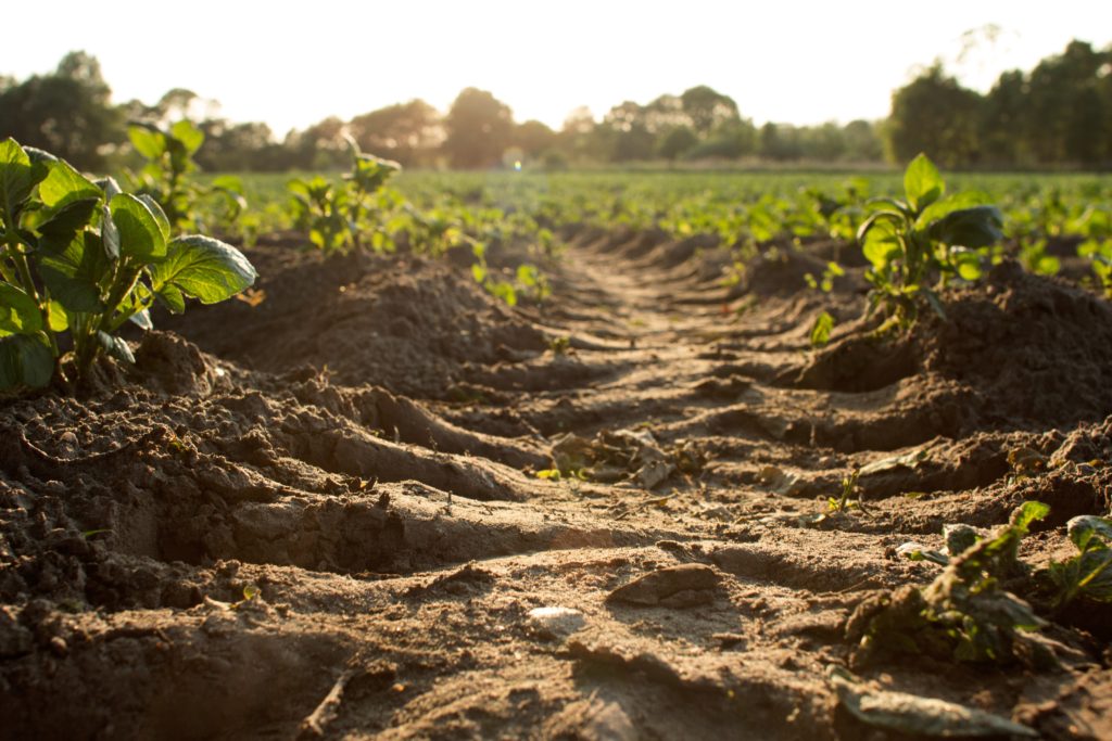 The “SOIL YOUR UNDIES” test: How is soil influencing our health?