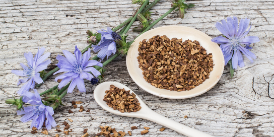 Chicory Root – Friend or Foe